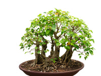 30 FICUS TREE (Bodhi Tree / Sacred Fig / Bo Tree / Pipal) Ficus Religiosa Seeds