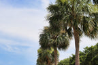 10 Hardy SABAL PALM TREE Cabbage Palmetto Flower Seeds