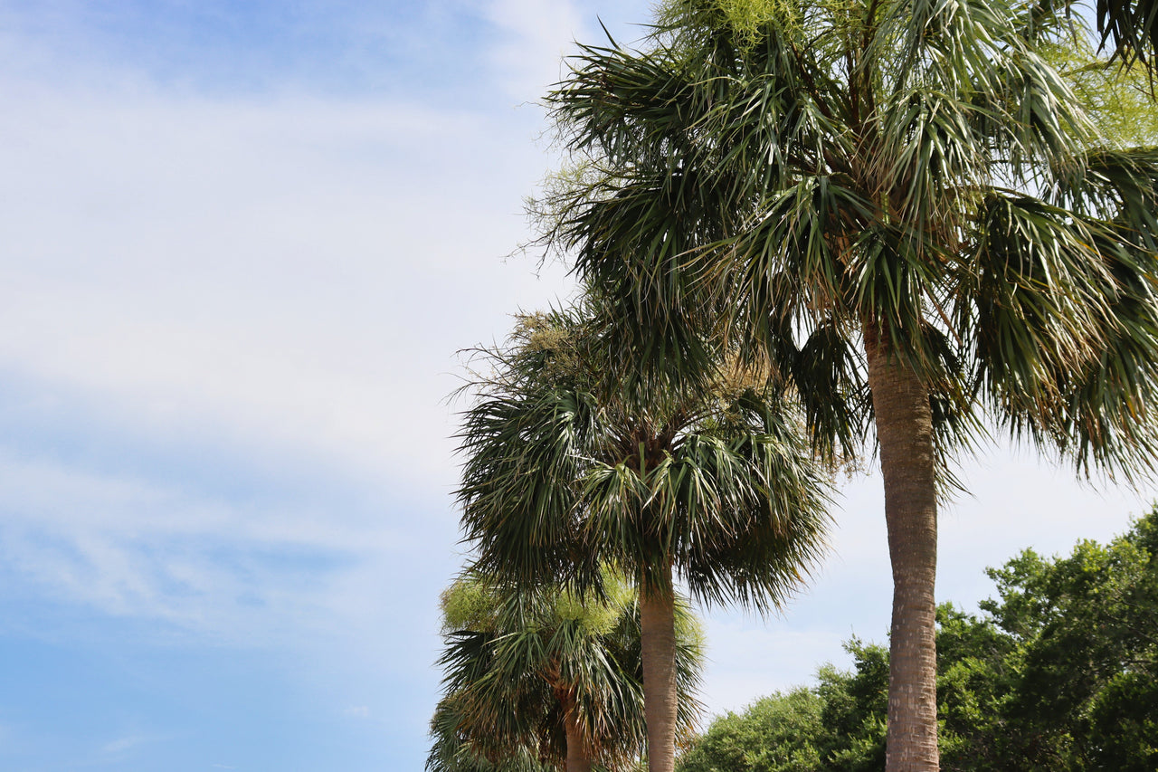 10 Hardy SABAL PALM TREE Cabbage Palmetto Flower Seeds