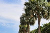 10 Hardy SABAL PALM TREE Cabbage Palmetto Flower Seeds