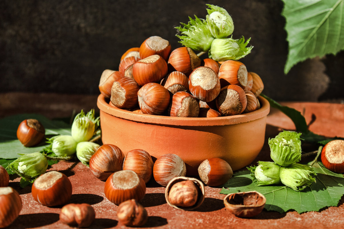 5 AMERICAN HAZELNUT TREE aka Filbert Corylus Americana Fruit Nut Seeds