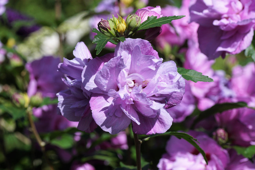 1000 BULK Mixed Colors ROSE Of SHARON HIBISCUS Syriacus Flower Tree Shrub Seeds