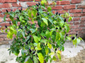 20 FILIUS BLUE PEPPER Capiscum Annuum Christmas Pepper Vegetable Seeds