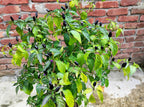 20 FILIUS BLUE PEPPER Capiscum Annuum Christmas Pepper Vegetable Seeds
