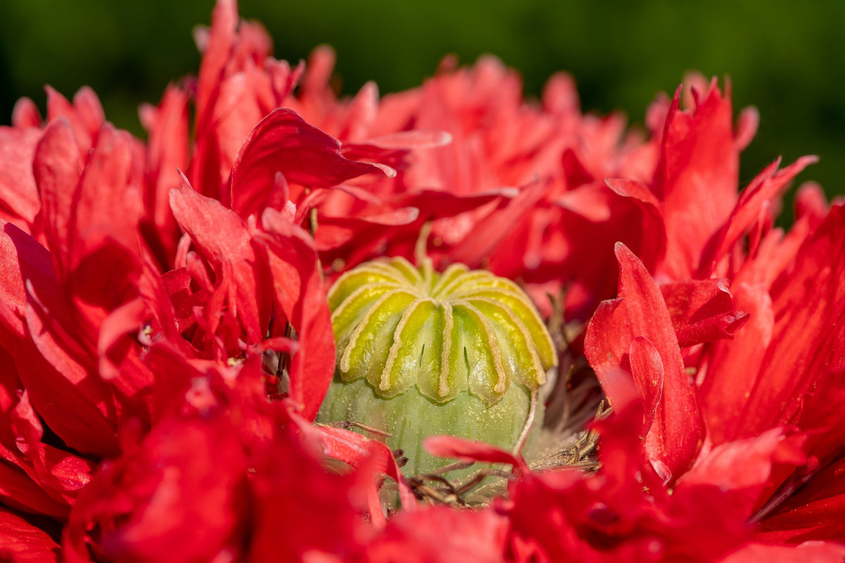 100 Red OASE PEONY POPPY Papaver Peoniflorum Double Flower Seeds