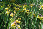 10 INDIAN GOOSEBERRY Phyllanthus Emblica Emblic Edible Fruit Tree Seeds