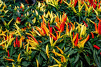 300 ANAHEIM CHILI PEPPER (New Mexico Chili Pepper) Capsicum Annuum Vegetable Seeds