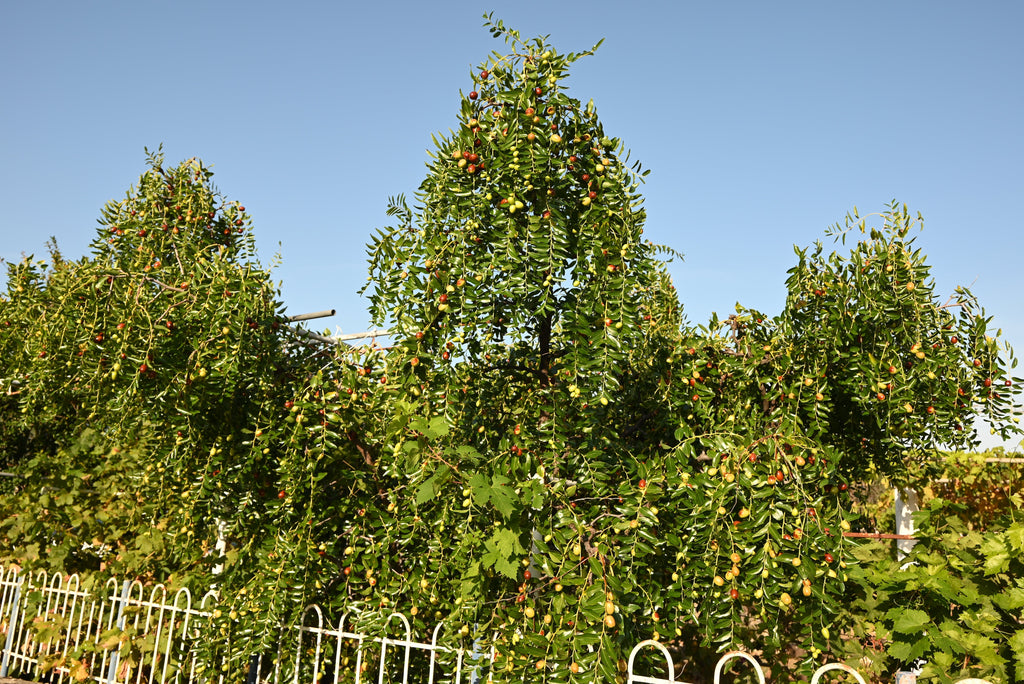 20 RED Chinese DATE TREE Edible Fruit Jujube Ziziphus Jujuba Yellow Flower Seeds