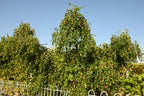 20 RED Chinese DATE TREE Edible Fruit Jujube Ziziphus Jujuba Yellow Flower Seeds