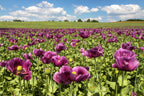 1000 PEPPERBOX POPPY MIX Papaver Somniferum Mixed Colors Red Violet Flower Seeds