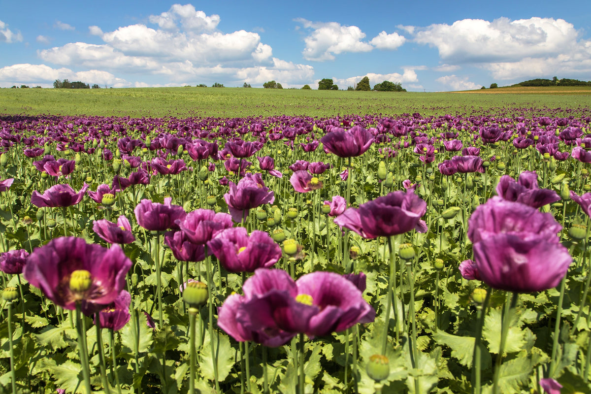 1000 PEPPERBOX POPPY MIX Papaver Somniferum Mixed Colors Red Violet Flower Seeds