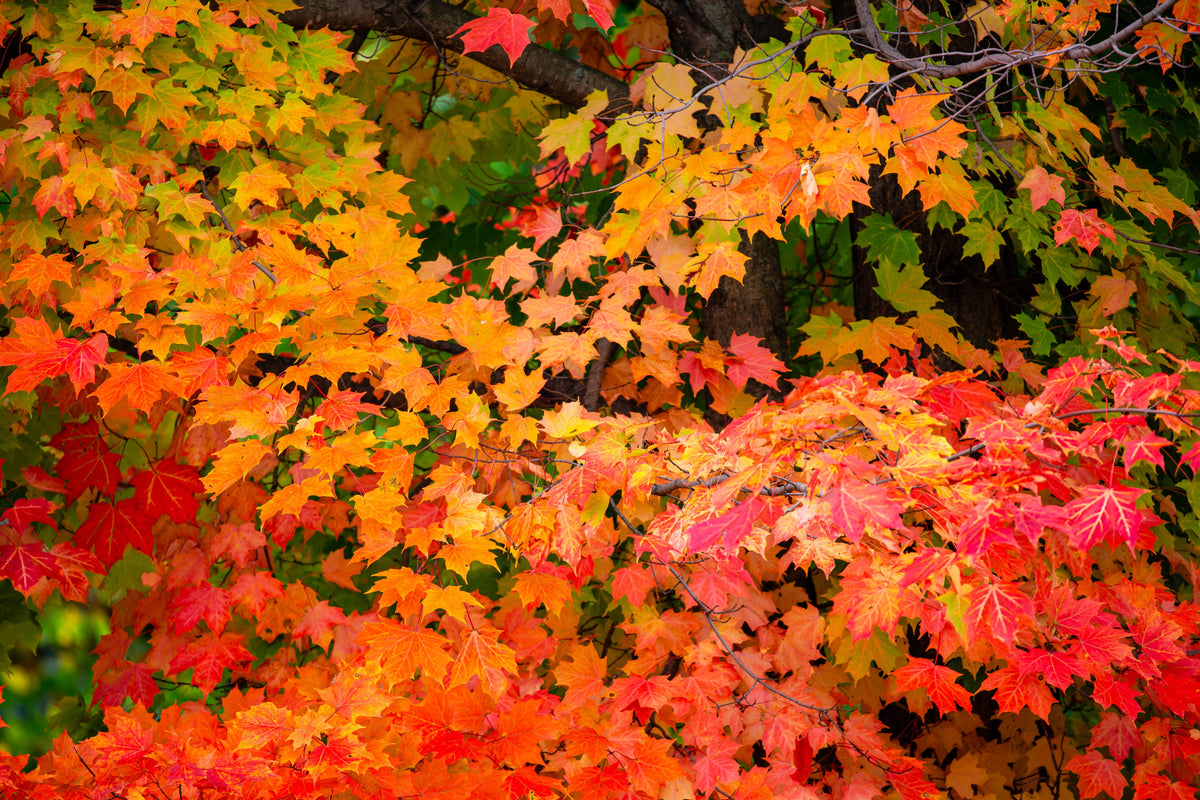 25 SUGAR MAPLE Syrup TREE Native Rock Fall Color Acer Saccharum Seeds