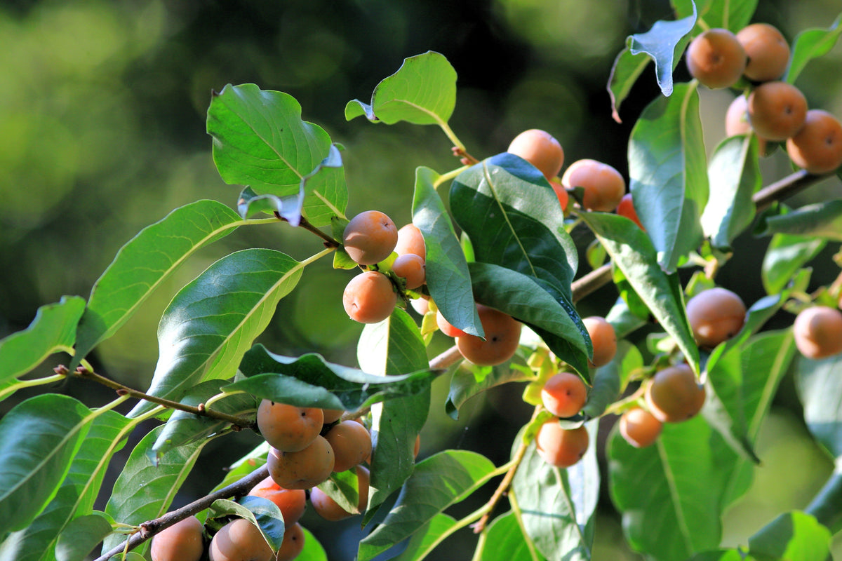 10 ITALIAN PERSIMMON TREE Dateplum Date Plum Fruit Diospyros Lotus Seeds