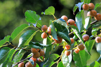 10 ITALIAN PERSIMMON TREE Dateplum Date Plum Fruit Diospyros Lotus Seeds