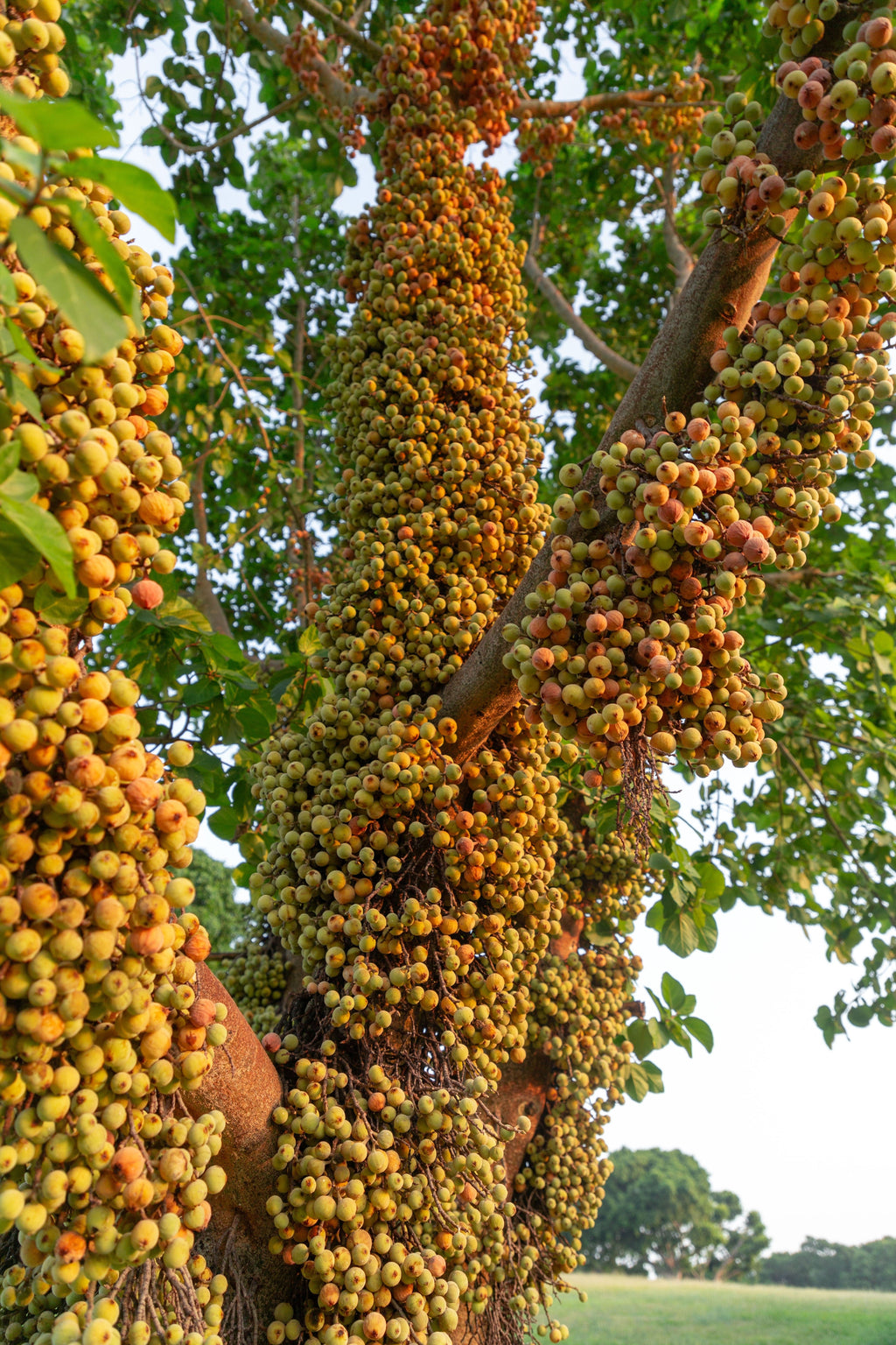 30 CLUSTER FIG Ficus Racemosa Red River Indian Guilar Tree Houseplant Seeds