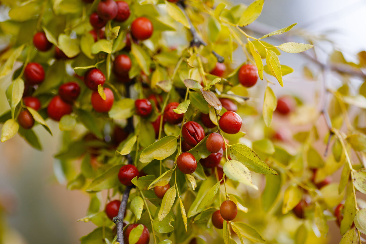 20 RED Chinese DATE TREE Edible Fruit Jujube Ziziphus Jujuba Yellow Flower Seeds