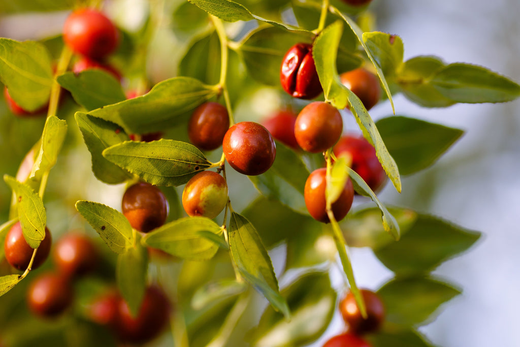 20 RED Chinese DATE TREE Edible Fruit Jujube Ziziphus Jujuba Yellow Flower Seeds