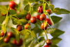 20 RED Chinese DATE TREE Edible Fruit Jujube Ziziphus Jujuba Yellow Flower Seeds