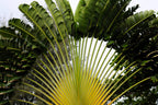 10 TRAVELLER'S PALM TREE Ravenala Madagascariensis Flower Houseplant Seeds