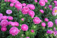30 MIXED PAEONY ASTER Callistephus Peony Red Pink White Blue Purple Yellow Coral Apricot French Flower Seeds