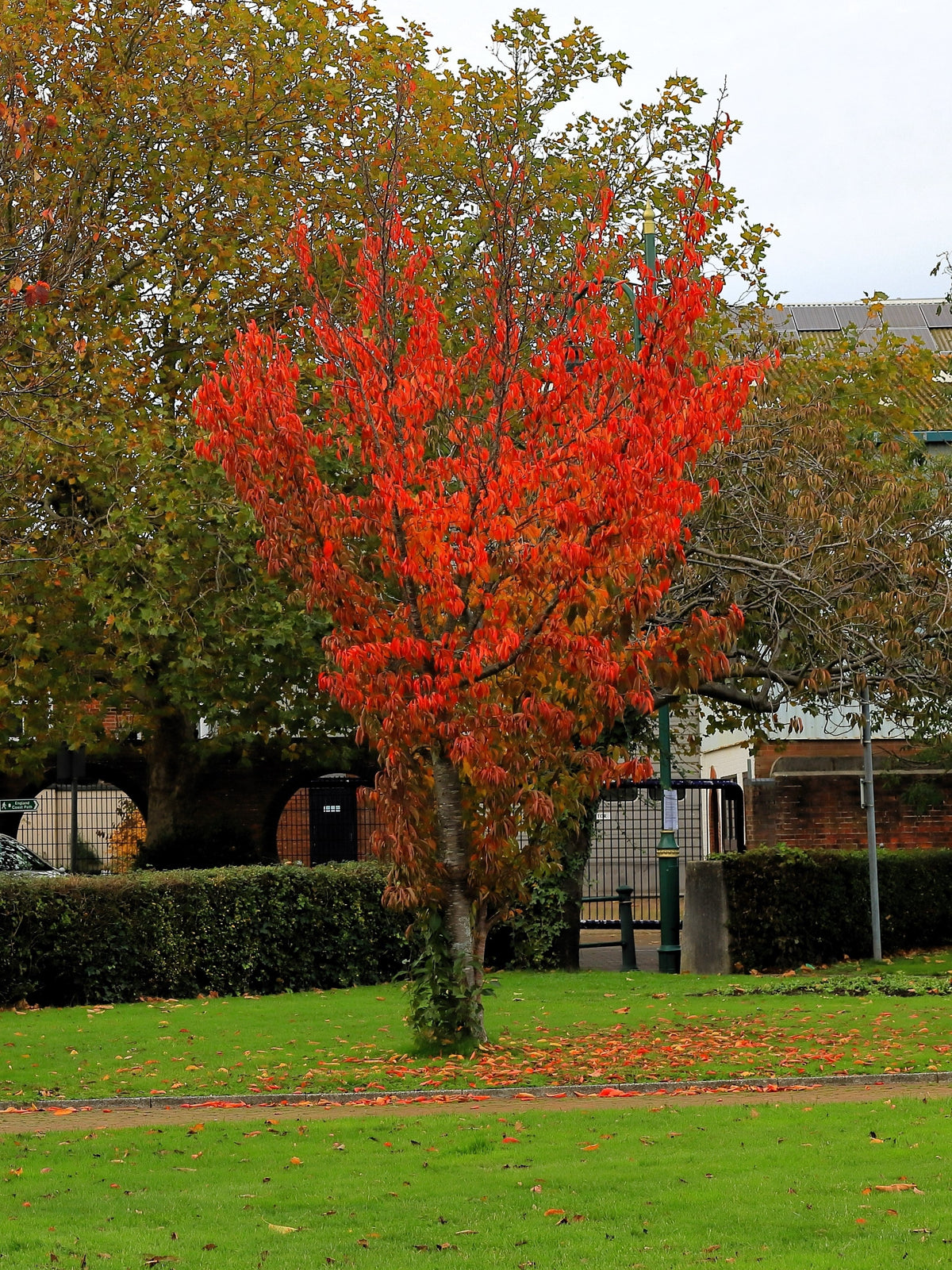 20 Tartarian FLAME MAPLE TREE Red Acer Tartaricum Seeds