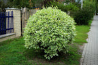 25 FIRE and ICE DOGWOOD Cornus Alba Shrub Tree Variegated Red Bark White Berry & Flower Seeds