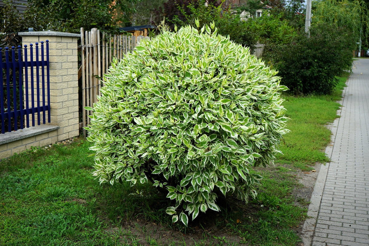25 FIRE and ICE DOGWOOD Cornus Alba Shrub Tree Variegated Red Bark White Berry & Flower Seeds