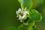 15 KEY LIME Citrus Aurantifolia Fruit Tree Shrub Seeds