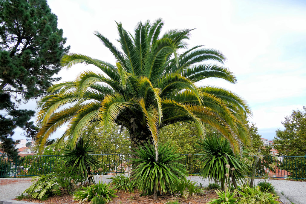 10 CANARY ISLAND Date PALM Phoenix Canariensis Tree Seeds