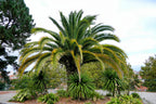 10 CANARY ISLAND Date PALM Phoenix Canariensis Tree Seeds