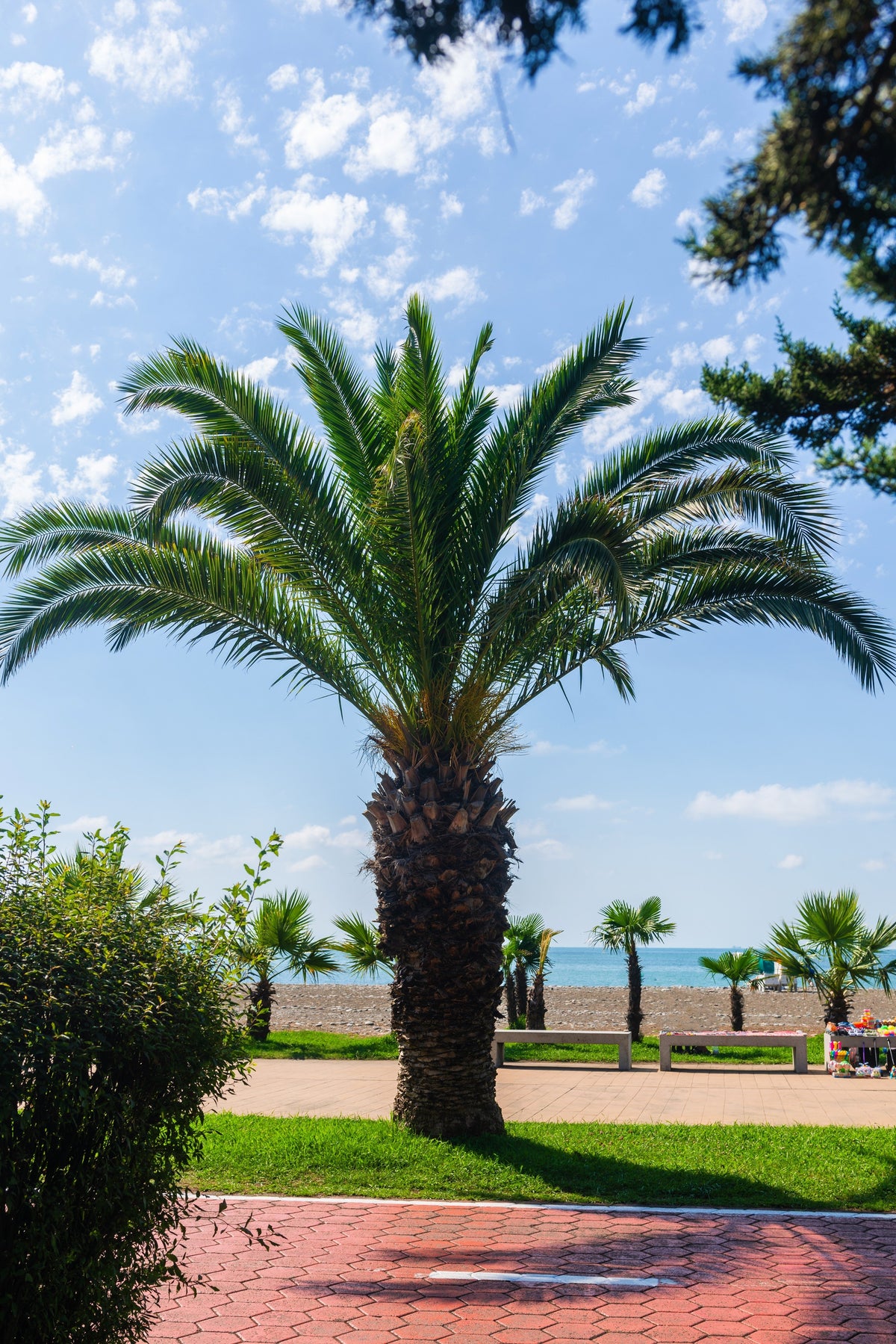10 PYGMY DATE PALM Phoenix Roebelenii Dwarf Miniature Ornamental Fruit Tree Houseplant Seeds