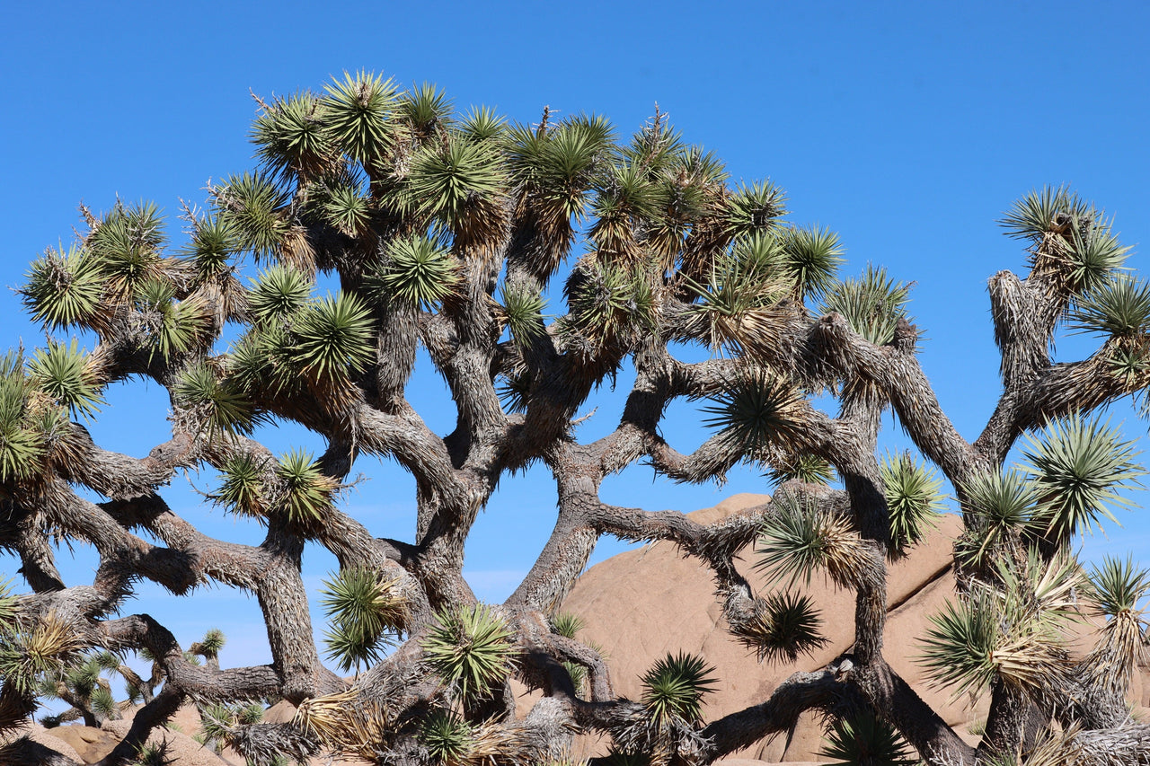 tree cactus succulent 5 JOSHUA Tree Palm Tree Yucca Brevifolia White Flowers Cactus Succulent Seeds