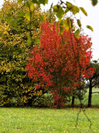 20 Tartarian FLAME MAPLE TREE Red Acer Tartaricum Seeds