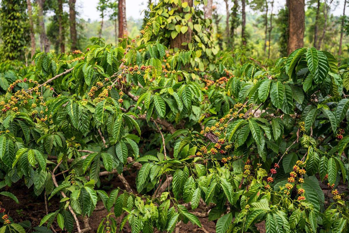 15 ARABICA COFFEE Tree Shrub Seeds - Grow your own coffee!