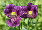 1000 PEPPERBOX POPPY MIX Papaver Somniferum Mixed Colors Red Violet Flower Seeds