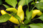 300 HUNGARIAN HOT Wax PEPPER (Hot Banana Pepper) Capsicum Annuum Vegetable Seeds