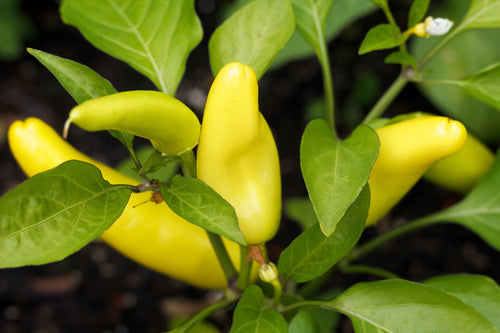 300 HUNGARIAN HOT Wax PEPPER (Hot Banana Pepper) Capsicum Annuum Vegetable Seeds