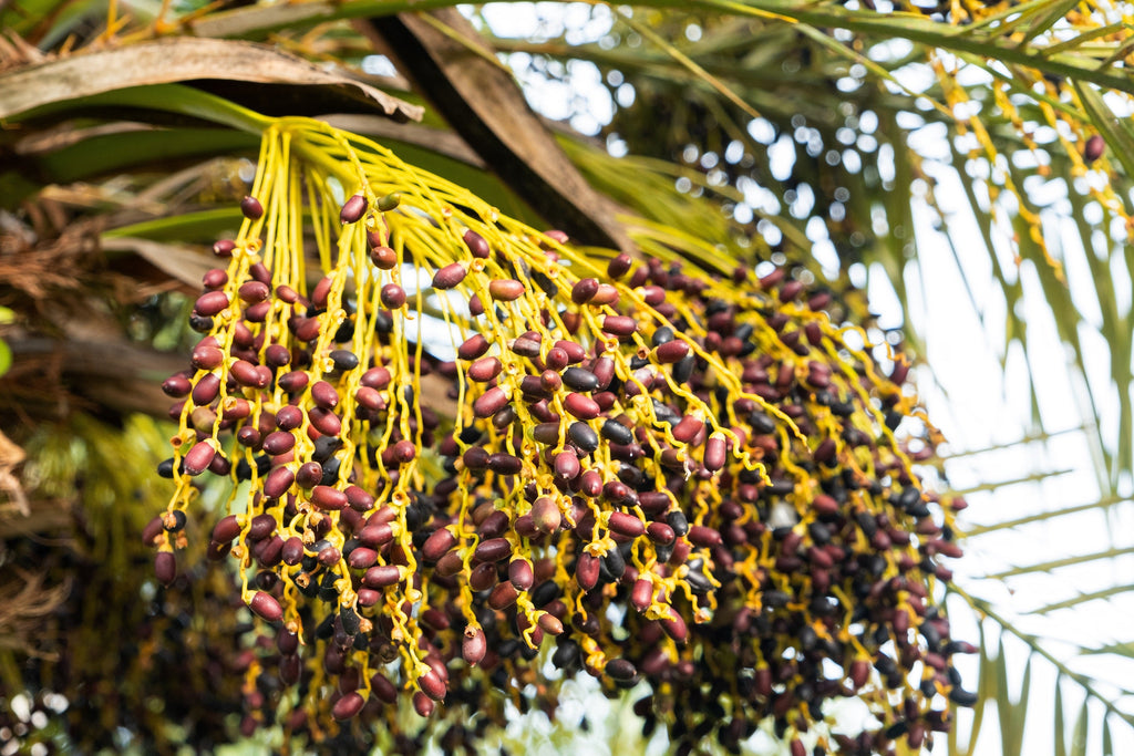 10 PYGMY DATE PALM Phoenix Roebelenii Dwarf Miniature Ornamental Fruit Tree Houseplant Seeds