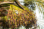 10 PYGMY DATE PALM Phoenix Roebelenii Dwarf Miniature Ornamental Fruit Tree Houseplant Seeds