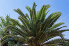 10 CANARY ISLAND Date PALM Phoenix Canariensis Tree Seeds
