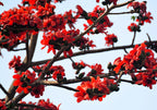 10 RED SILK COTTON Tree Bombax Ceiba Kapok Tropical Flower Seeds