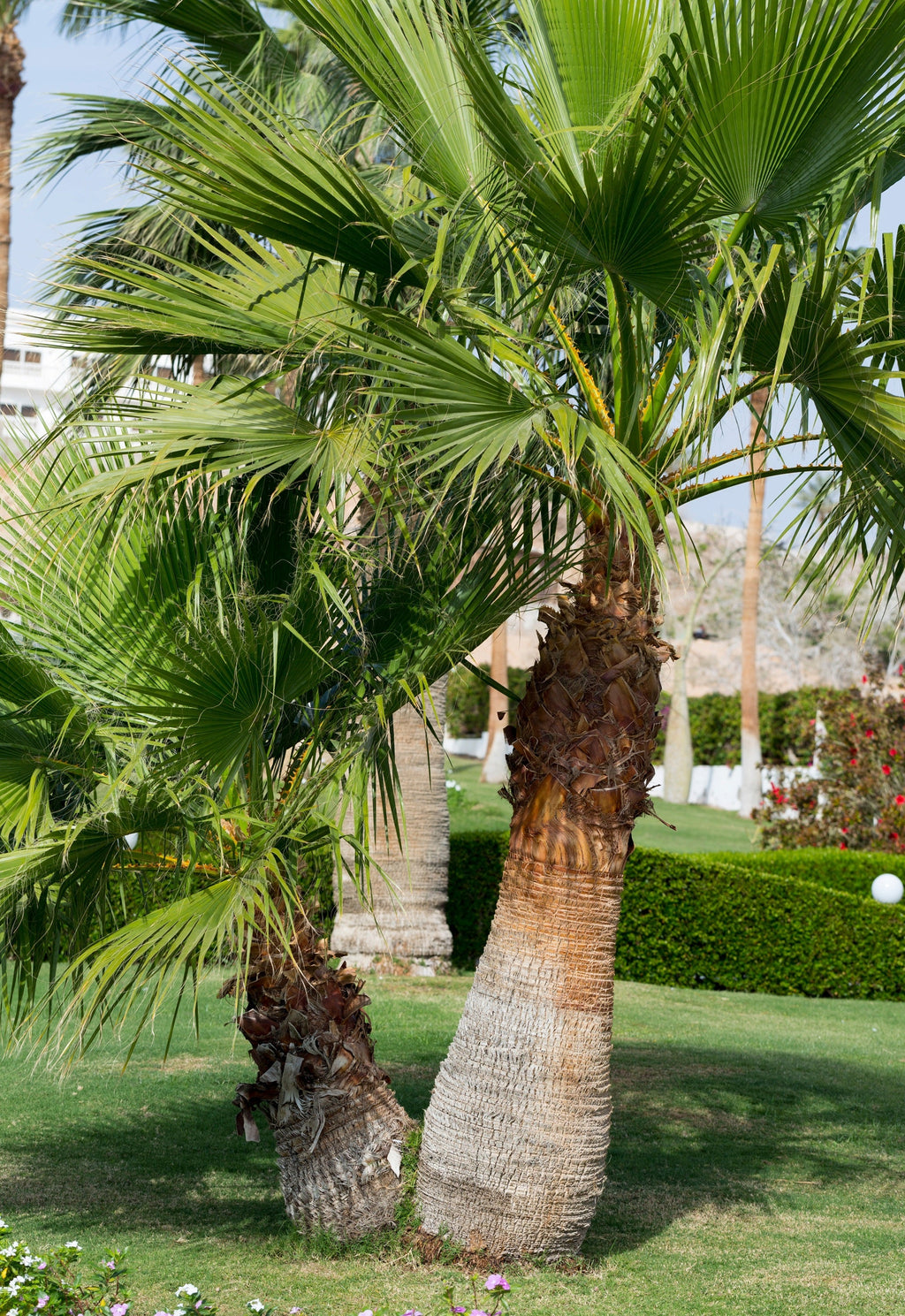 30 CALIFORNIA FAN PALM Tree Petticoat Arizona Desert Washingtonia Filifera Seeds