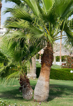 30 CALIFORNIA FAN PALM Tree Petticoat Arizona Desert Washingtonia Filifera Seeds