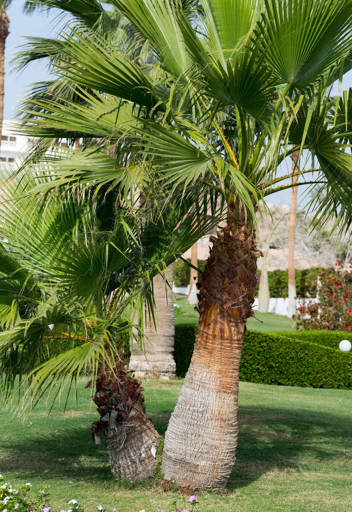 30 CALIFORNIA FAN PALM Tree Petticoat Arizona Desert Washingtonia Filifera Seeds