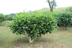 5 TEA PLANT Black & Green Drinking Tea Camellia Sinensis Evergreen Tree Shrub Flower Seeds