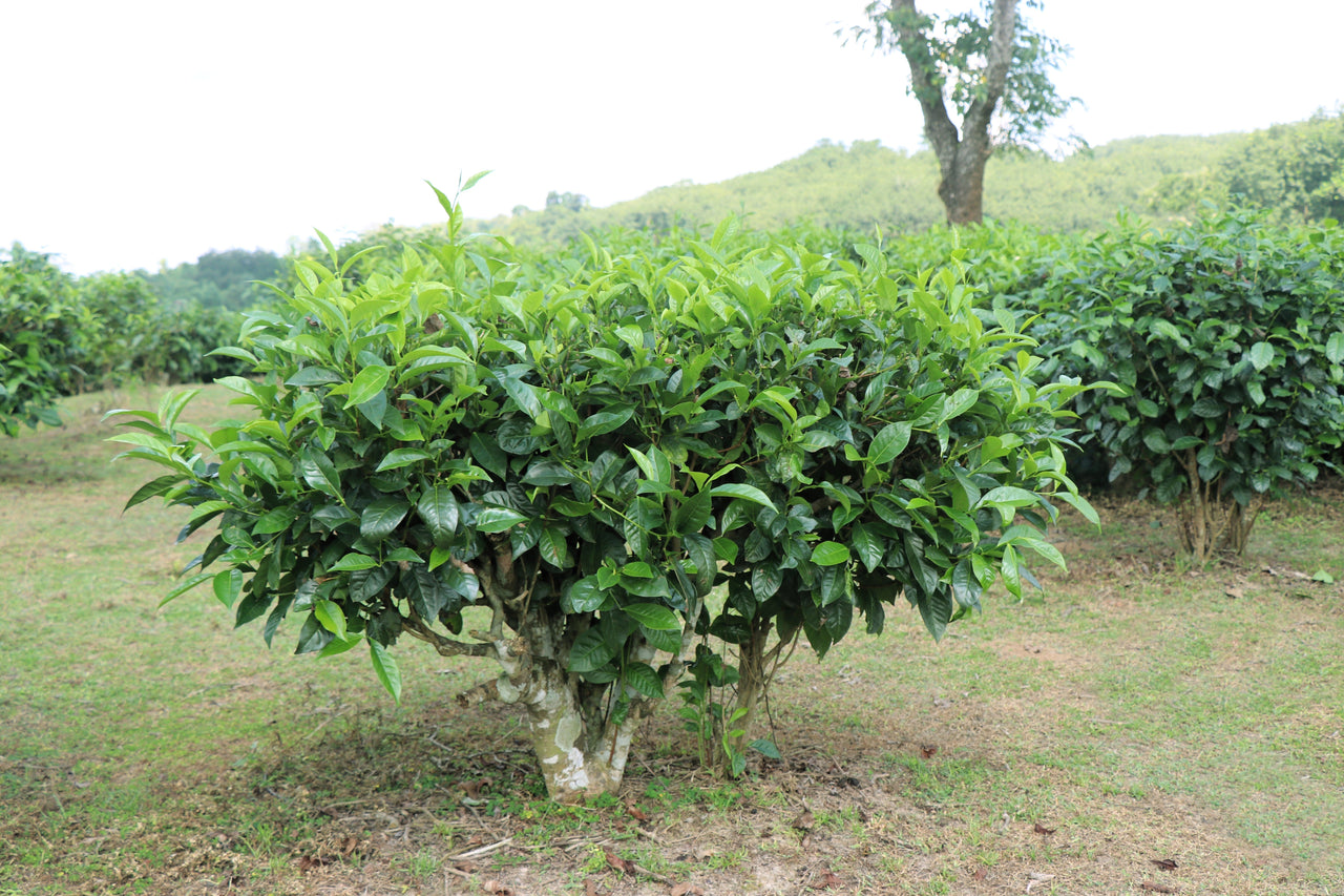 5 TEA PLANT Black & Green Drinking Tea Camellia Sinensis Evergreen Tree Shrub Flower Seeds