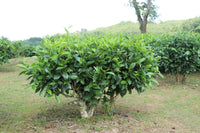 5 TEA PLANT Black & Green Drinking Tea Camellia Sinensis Evergreen Tree Shrub Flower Seeds