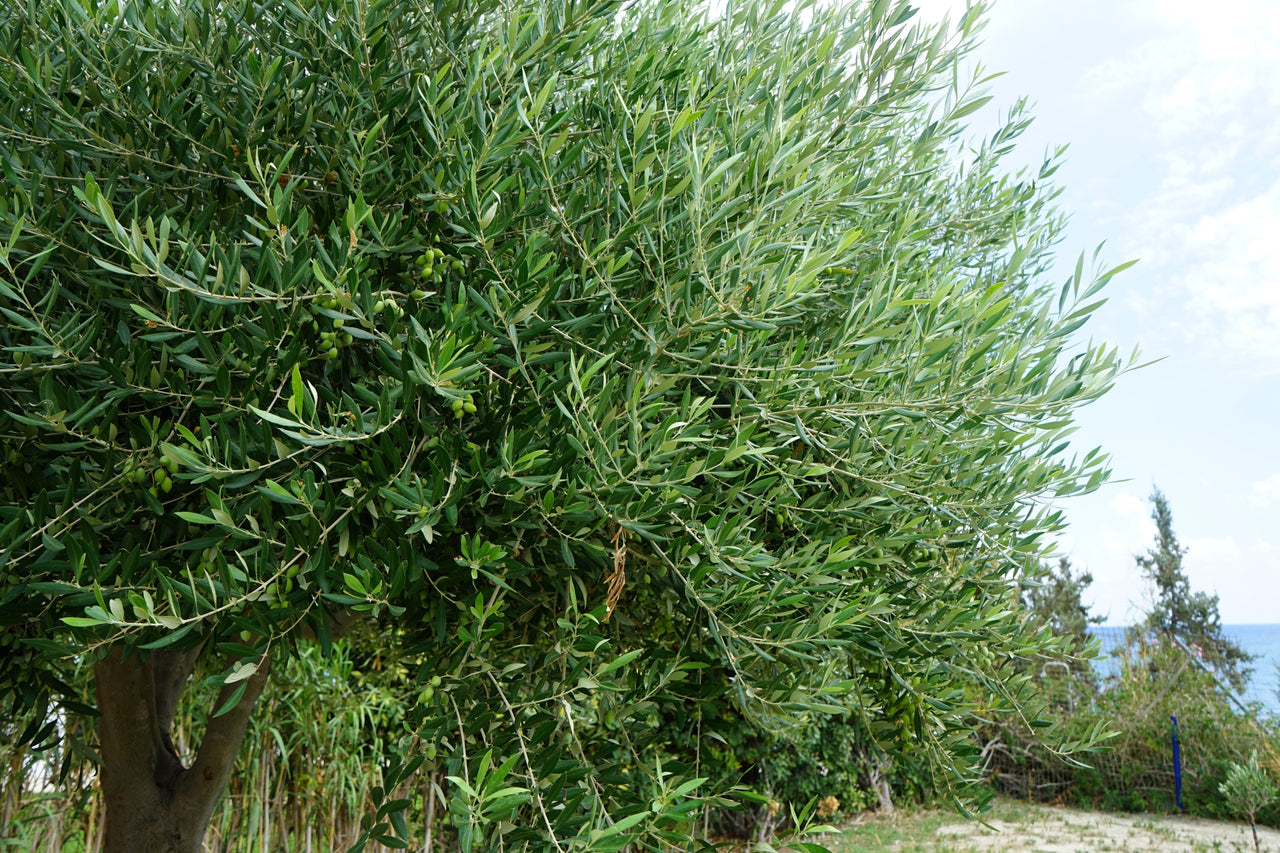 10 CANINO OLIVE TREE Olea Europaea Canino Edible European Common Green Black Fruit Seed