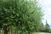 10 CANINO OLIVE TREE Olea Europaea Canino Edible European Common Green Black Fruit Seed