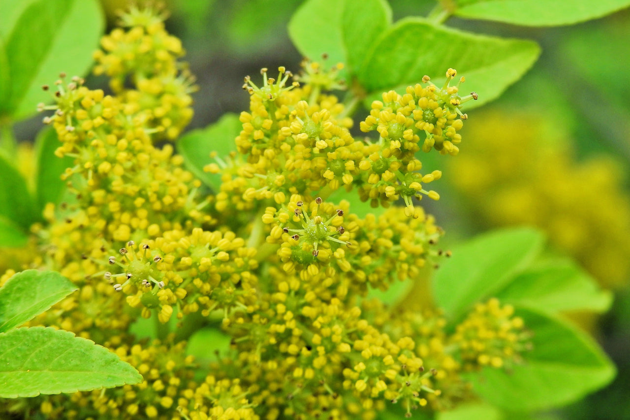25 SZECHUAN PEPPER Peppercorn Sichuan Szechwan Zanthoxylum Bungeanum Spice Seeds